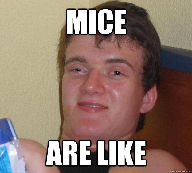 mice  are like   10 Guy