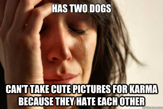 has two dogs can't take cute pictures for karma because they hate each other  First World Problems