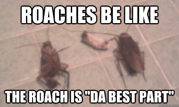 Roaches be like the roach is 