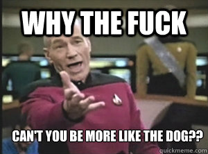 Why the fuck can't you be more like the dog??  Annoyed Picard