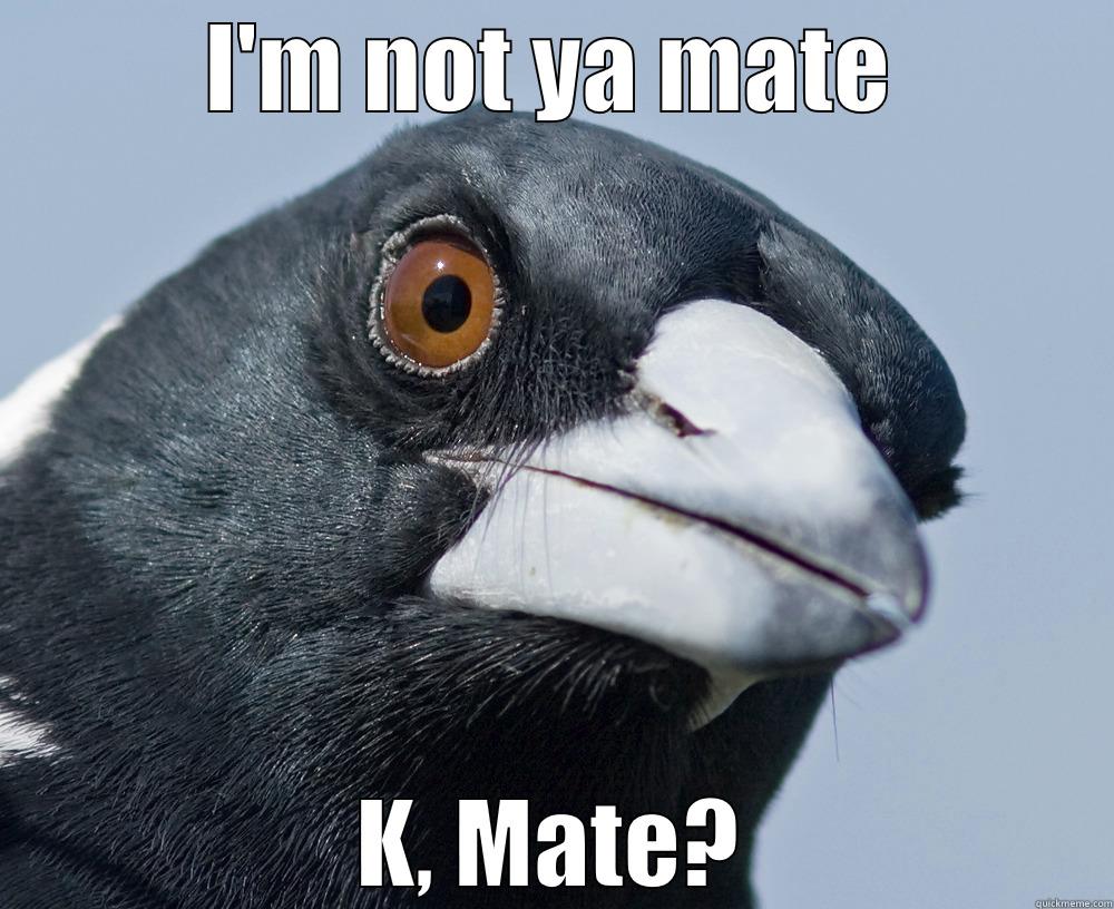 I'M NOT YA MATE K, MATE? Misc