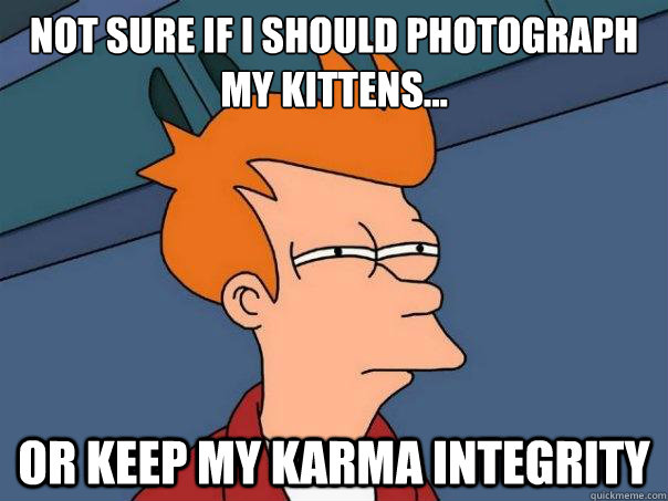 not sure if i should photograph my kittens... or keep my karma integrity  Futurama Fry