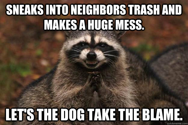 Sneaks into neighbors trash and makes a huge mess. Let's the dog take the blame.  - Sneaks into neighbors trash and makes a huge mess. Let's the dog take the blame.   Evil Plotting Raccoon