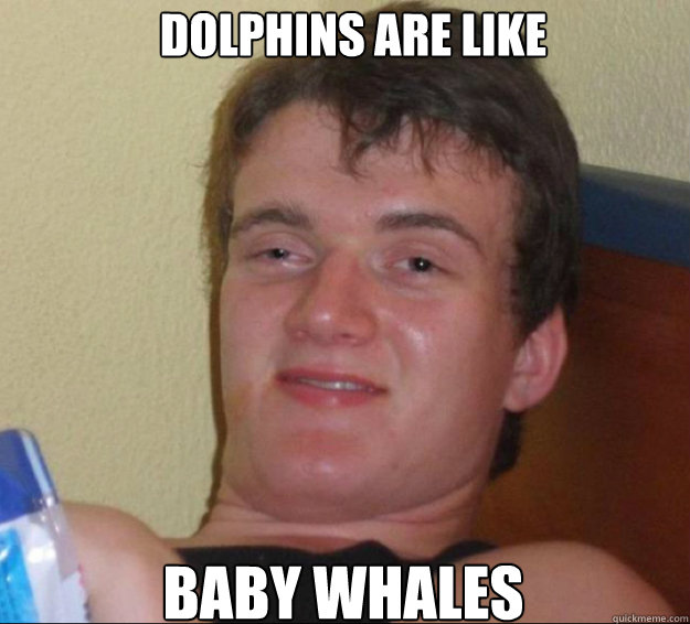 Dolphins are like Baby whales  10 Guy