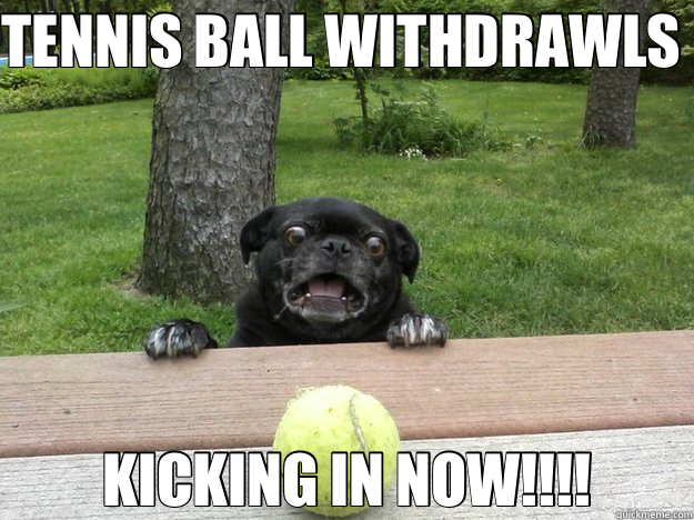 TENNIS BALL WITHDRAWLS  KICKING IN NOW!!!! - TENNIS BALL WITHDRAWLS  KICKING IN NOW!!!!  Berks Dog