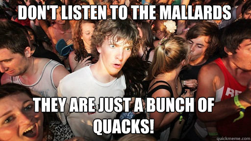 Don't listen to the mallards 
 They are just a bunch of Quacks! - Don't listen to the mallards 
 They are just a bunch of Quacks!  Sudden Clarity Clarence