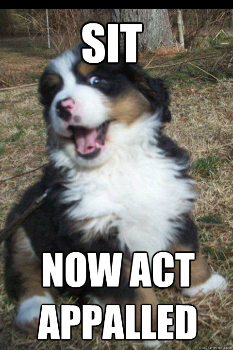 Sit now act appalled - Sit now act appalled  Circa Surprise Dog