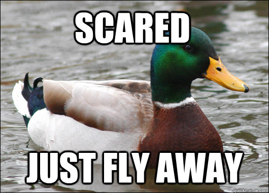 Scared just fly away - Scared just fly away  Actual Advice Mallard