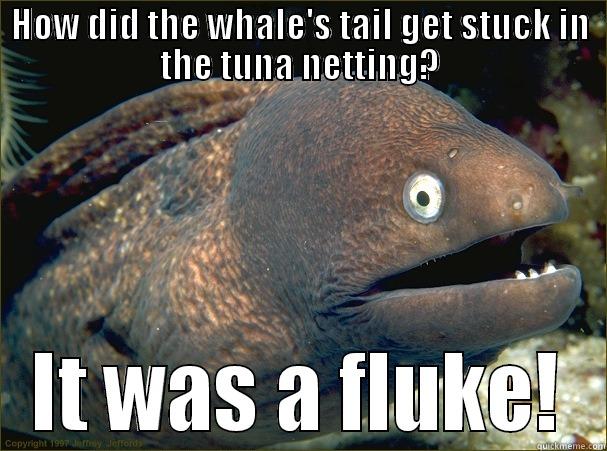 HOW DID THE WHALE'S TAIL GET STUCK IN THE TUNA NETTING? IT WAS A FLUKE! Bad Joke Eel