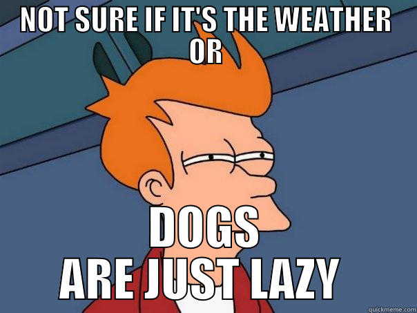 BAD WEATHER DOGS - NOT SURE IF IT'S THE WEATHER OR DOGS ARE JUST LAZY  Futurama Fry