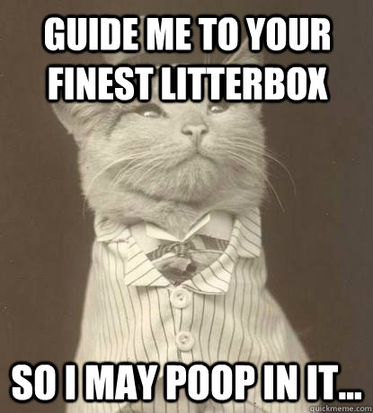 guide me to your finest litterbox so i may poop in it...   Aristocat