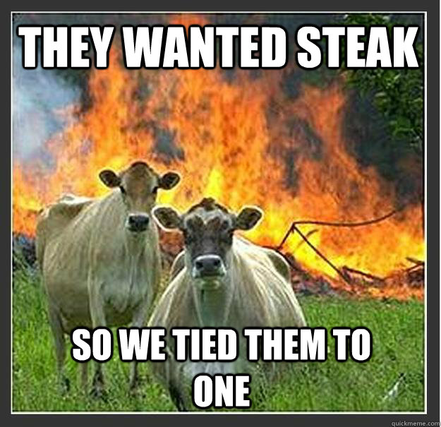 They wanted steak so we tied them to one  Evil cows