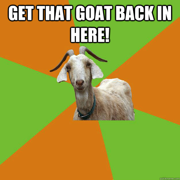 get that goat back in here!   IB Goat