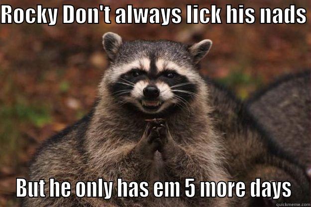 ROCKY DON'T ALWAYS LICK HIS NADS  BUT HE ONLY HAS EM 5 MORE DAYS Evil Plotting Raccoon