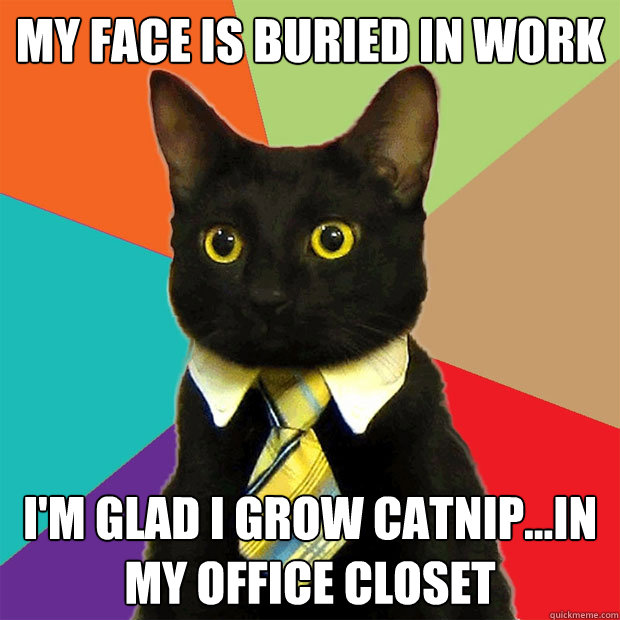 My face is buried in work I'm glad I grow catnip...in my office closet  Business Cat