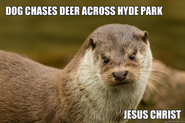 dog chases deer across hyde park jesus christ - dog chases deer across hyde park jesus christ  scowling otter