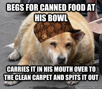 begs for canned food at his bowl carries it in his mouth over to the clean carpet and spits it out  Scumbag dog