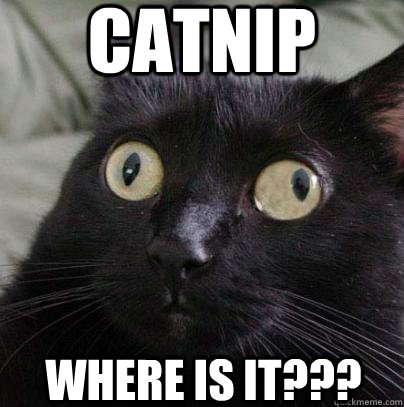 Catnip where is it???  Spaz Cat