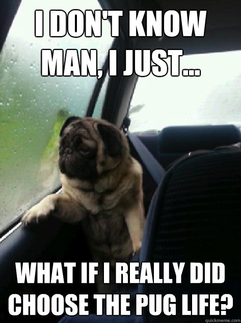 I don't know man, I just... what if i really did choose the pug life?  Introspective Pug