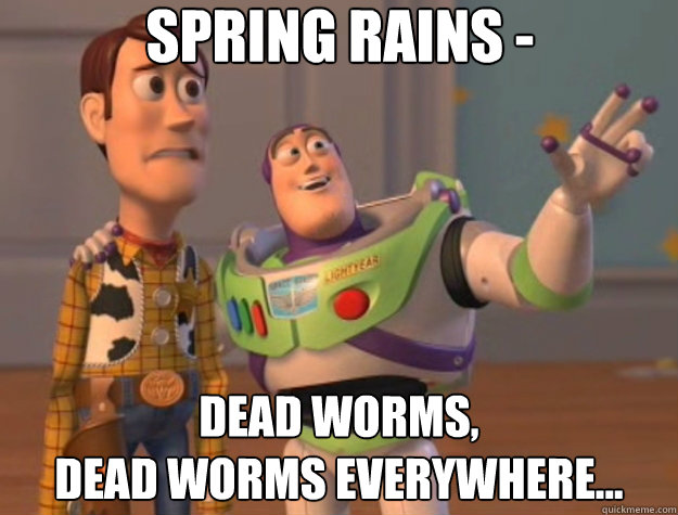 Spring Rains -  Dead worms, 
dead worms everywhere...  Toy Story