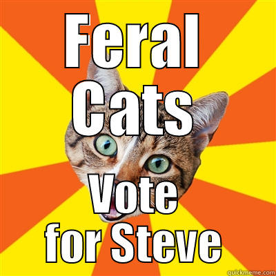 FERAL CATS VOTE FOR STEVE Bad Advice Cat