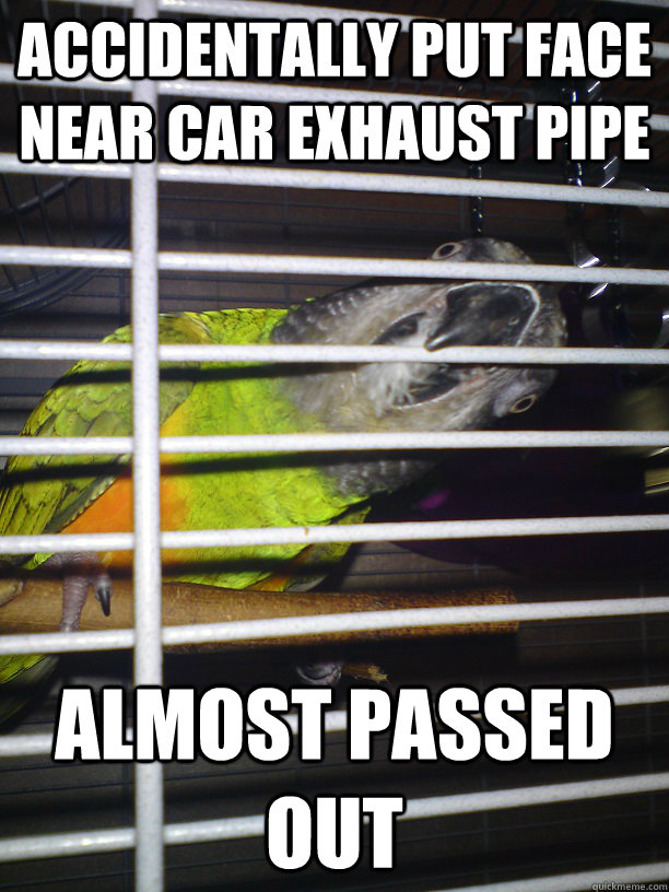 accidentally put face near car exhaust pipe almost passed out - accidentally put face near car exhaust pipe almost passed out  bad experience bird