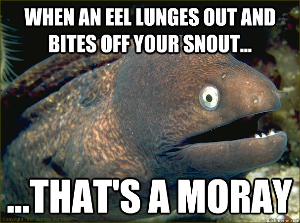 When an eel lunges out and bites off your snout... ...that's a moray  Bad Joke Eel