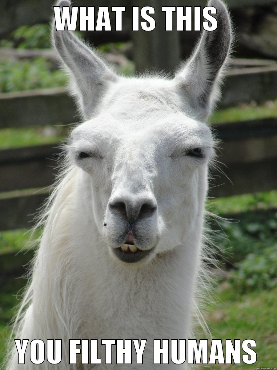 Llama Lol'd - WHAT IS THIS YOU FILTHY HUMANS Misc