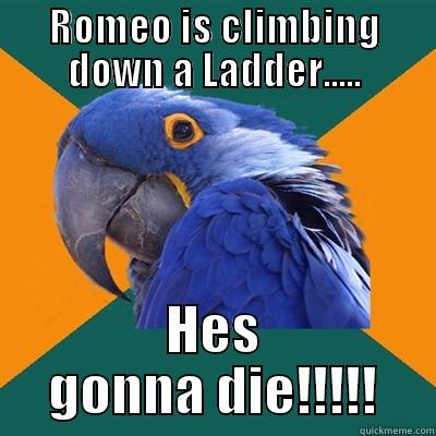 ROMEO IS CLIMBING DOWN A LADDER..... HES GONNA DIE!!!!! Paranoid Parrot