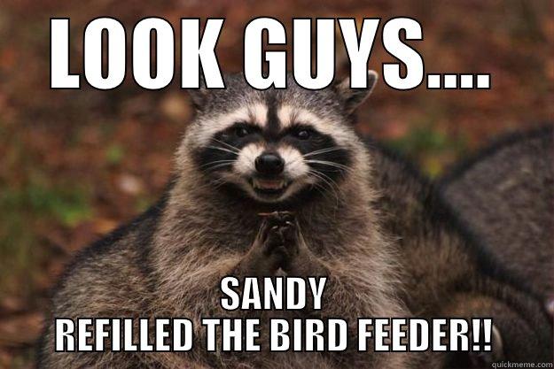 LOOK GUYS.... SANDY REFILLED THE BIRD FEEDER!! Evil Plotting Raccoon