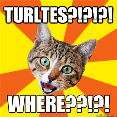 Turltes?!?!?! Where??!?!  Bad Advice Cat