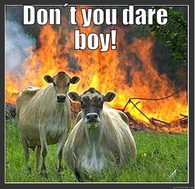 angry cows - DON´T YOU DARE BOY!  Evil cows