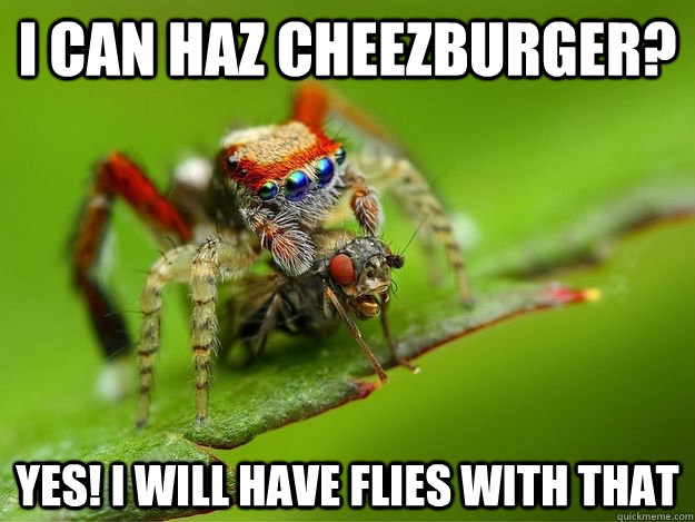 i can haz cheezburger? yes! i will have flies with that - i can haz cheezburger? yes! i will have flies with that  spider and a fly