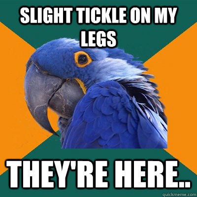 Slight tickle on my legs They're here..  Paranoid Parrot