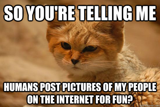 So you're telling me Humans post pictures of my people on the internet for fun?  Skeptical Sand Cat