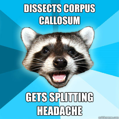 DISSECTS CORPUS CALLOSUM GETS SPLITTING HEADACHE - DISSECTS CORPUS CALLOSUM GETS SPLITTING HEADACHE  Lame Pun Coon