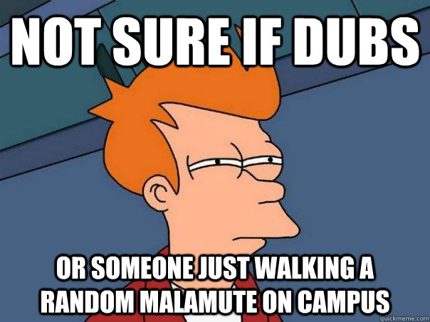 Not sure if Dubs Or someone just walking a random malamute on campus  Futurama Fry