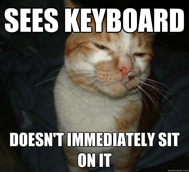 Sees keyboard Doesn't immediately sit on it - Sees keyboard Doesn't immediately sit on it  Cool Cat Craig