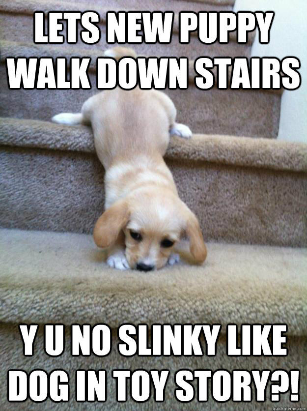 lets new puppy walk down stairs Y U NO SLINKY like dog in toy story?! - lets new puppy walk down stairs Y U NO SLINKY like dog in toy story?!  Misc