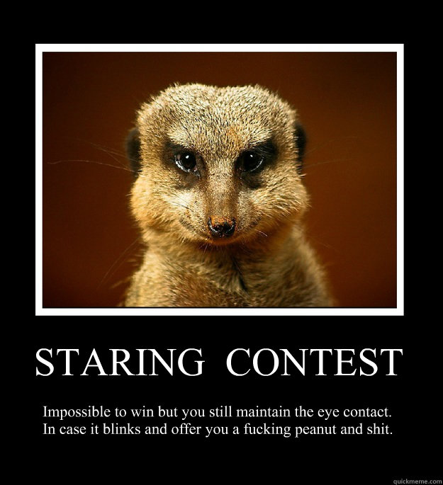 STARING  CONTEST Impossible to win but you still maintain the eye contact.  In case it blinks and offer you a fucking peanut and shit.    - STARING  CONTEST Impossible to win but you still maintain the eye contact.  In case it blinks and offer you a fucking peanut and shit.     pointless