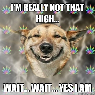 I'm really not that high... wait... wait... yes I am  Stoner Dog