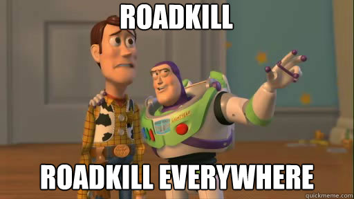 roadkill roadkill everywhere - roadkill roadkill everywhere  Everywhere