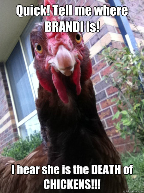 Quick! Tell me where BRANDI is! I hear she is the DEATH of CHICKENS!!!  