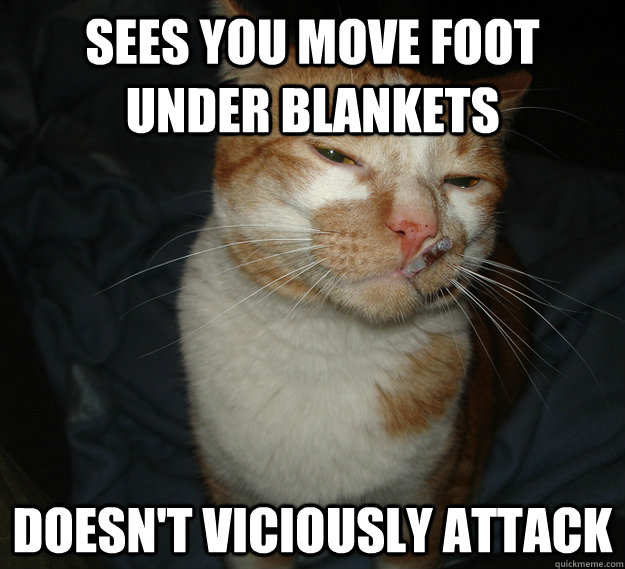 sees you move foot under blankets doesn't viciously attack - sees you move foot under blankets doesn't viciously attack  Cool Cat Craig