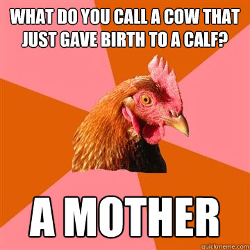 What do you call a cow that just gave birth to a calf? A mother  Anti-Joke Chicken