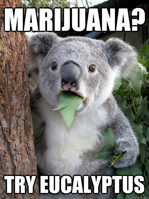 Marijuana? Try eucalyptus - Marijuana? Try eucalyptus  koala bear