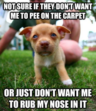 not sure if they don't want me to pee on the carpet or just don't want me to rub my nose in it  