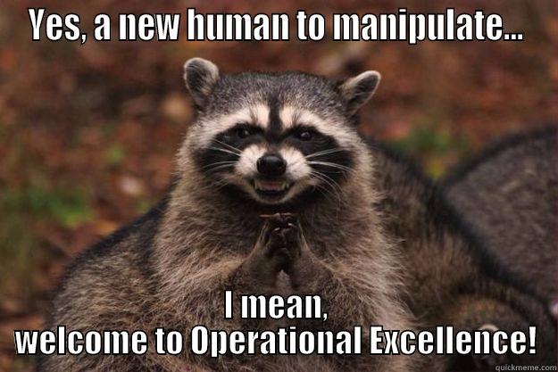 New human - YES, A NEW HUMAN TO MANIPULATE... I MEAN, WELCOME TO OPERATIONAL EXCELLENCE! Evil Plotting Raccoon