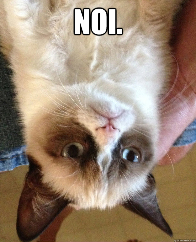 Noi. - Noi.  Australian Grumpy Cat