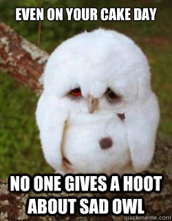 even on your cake day no one gives a hoot about sad owl - even on your cake day no one gives a hoot about sad owl  Sad Owl